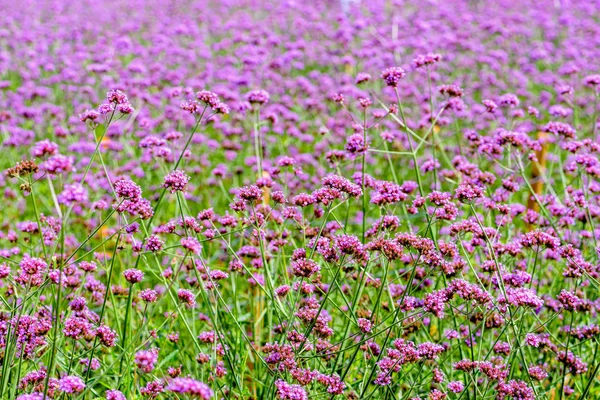 Фиолетовое Цветочное Поле Красивая Природа Verbena Bonariensis Цветы Purpletop Vervain — стоковое фото