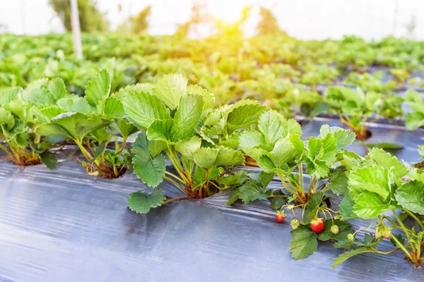 Fresh Red Strawberries Fruits Strawberry Plant Strawberry Garden Evening Sunlight — Stock Photo, Image