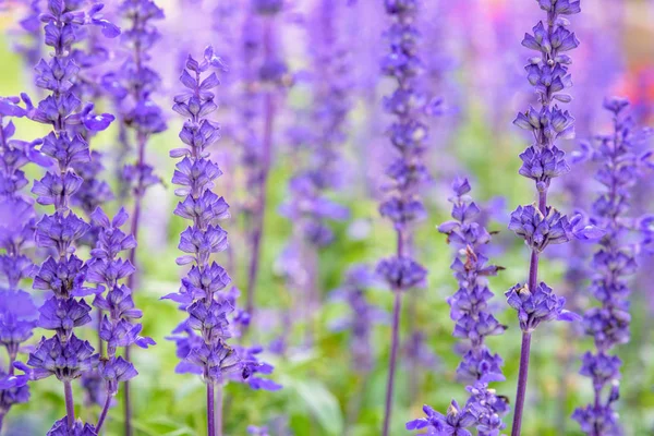 Salvia Farinacea mor çiçekler