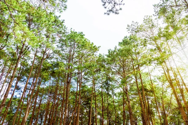 Pinus kesiya forest in Thailand — Stock Photo, Image