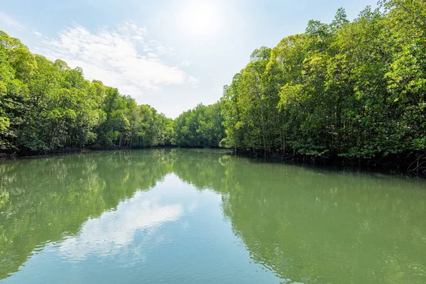 Floresta de mangue em Koh Tarutao, Tailândia — Fotografia de Stock