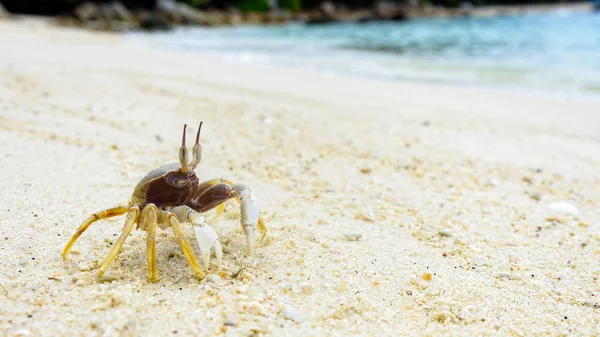 Close-up van Windkrab op het zand — Stockfoto