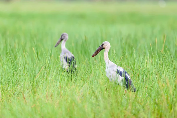 Две птицы, которые находятся в паре азиатских Openbill на лугу — стоковое фото