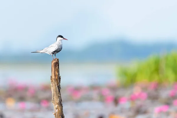 Havternefugl ved Thale Noi Vandfuglepark - Stock-foto
