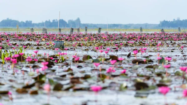 Étang Lotus au parc de la réserve de sauvagine Thale Noi — Photo