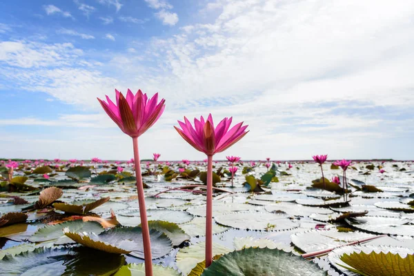 Deux fleurs de lotus rouge dans l'étang, Thaïlande — Photo