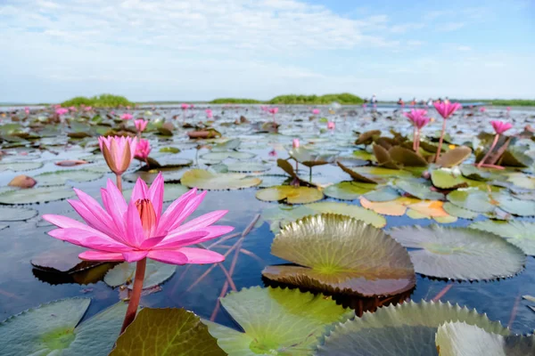 Fleurs de lotus rouge dans l'étang, Thaïlande — Photo