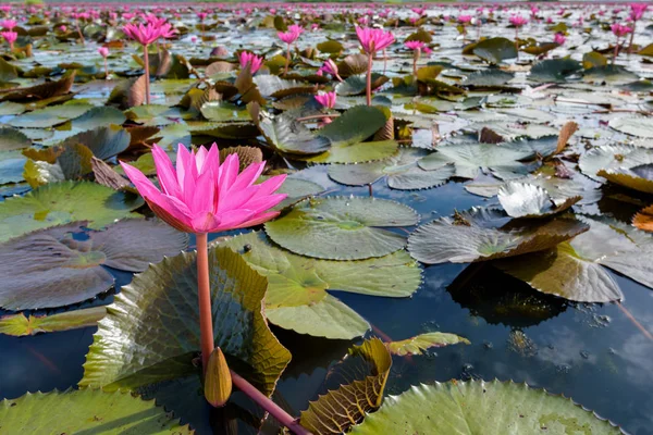 Fleurs de lotus rouge dans l'étang, Thaïlande — Photo