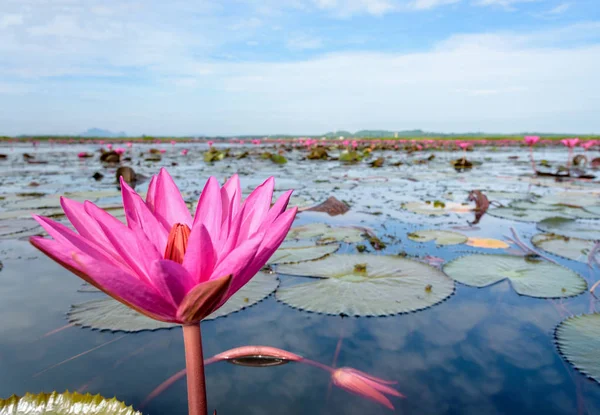 Fleurs de lotus rouge dans l'étang, Thaïlande — Photo
