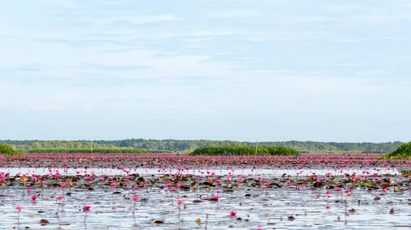 Lotusteich im Wasservogelreservat Thale Noi — Stockfoto