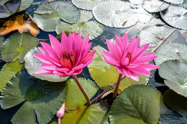 Gros plan sur deux fleurs de lotus rouge — Photo