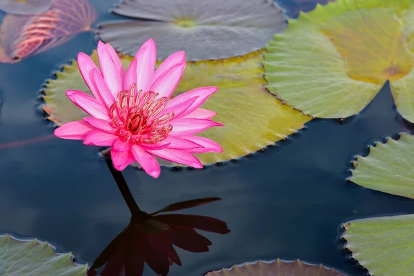 Fleurs de lotus rouge dans l'étang, Thaïlande — Photo