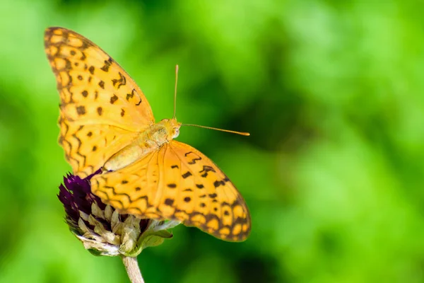 Бабочка Cirrochroa Tyche на цветке — стоковое фото
