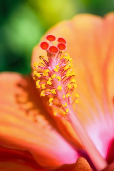 Macro photos of orange hibiscus flower — Stock Photo, Image