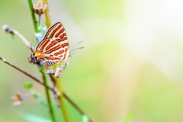 Propagation of Cigaritis Syama butterfl — Stock Photo, Image