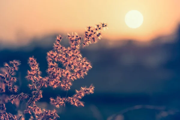 Solnedgång i fält gräs vintage ton — Stockfoto