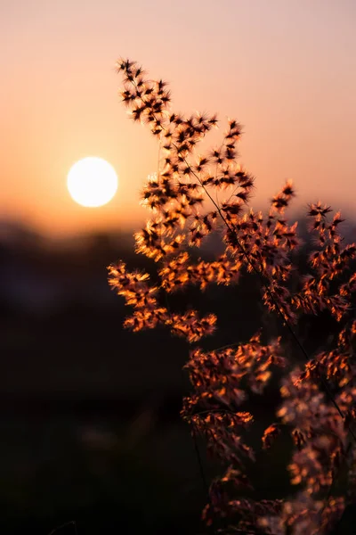 Sol vid solnedgång i fält blomma gräs — Stockfoto