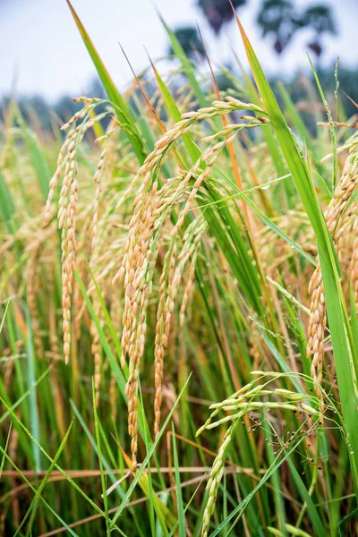 Close up ear of rice in paddy field — Stock Photo, Image