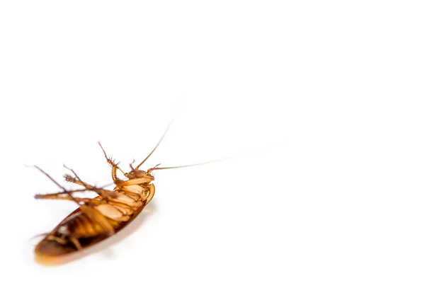 Närbild kackerlacka död på vit bakgrund — Stockfoto