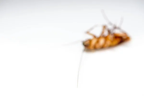 白い背景で死んだ柔らかいぼやけたゴキブリ — ストック写真