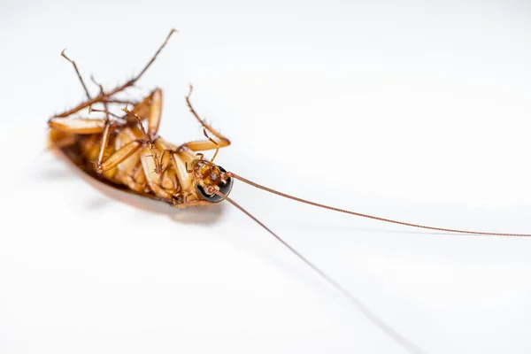 Close up cockroach dead on white background — Stock Photo, Image