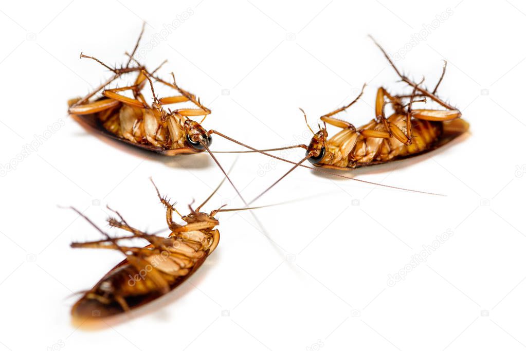 Close up group cockroach dead on white background
