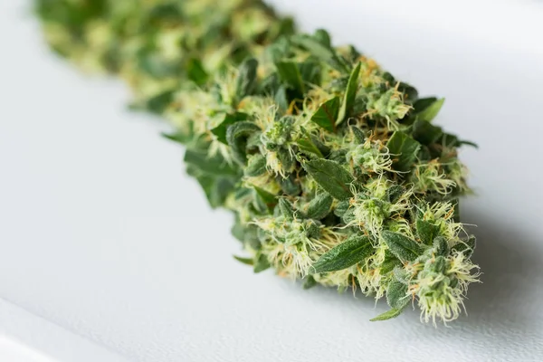 Makro Nahaufnahme Einer Cannabis Medizinischen Marihuanapflanze Mit Fokus Auf Die — Stockfoto