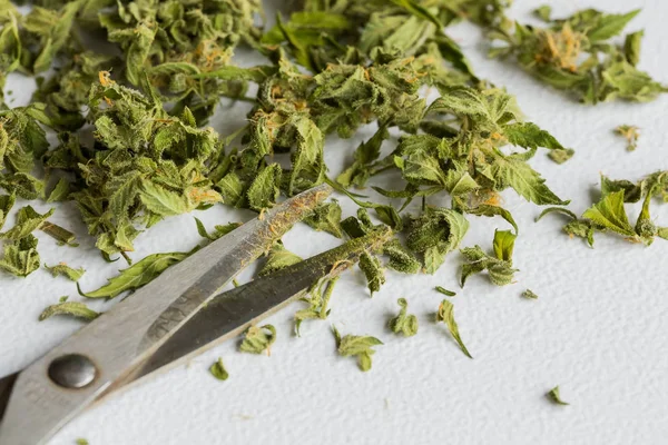 Close-up of clipped Cannabis Medical Marijuana leaves and scissors on table during harvesting on a white background