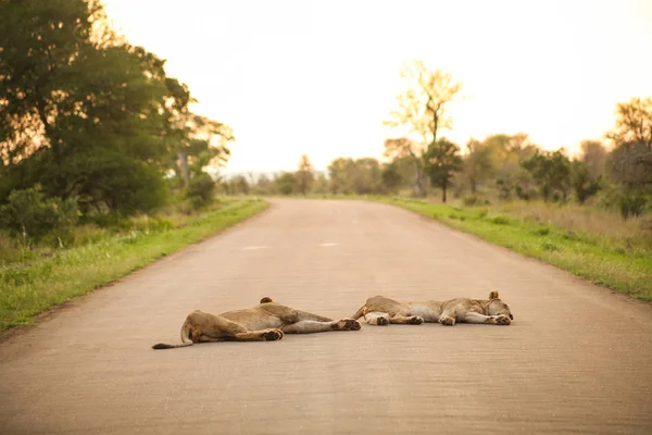 Leões Africanos Deitados Uma Estrada Uma Reserva Caça Sul Africana — Fotografia de Stock