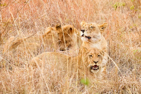 Primer Plano Una Leona Africana Escondida Una Hierba Larga Una —  Fotos de Stock