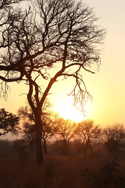 日落时剪影树在南非狩猎保护区 — 图库照片