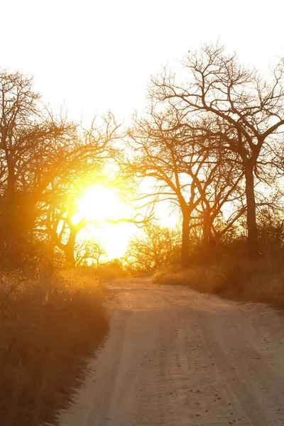 Güney Afrikalı oyun rezerv Safari gün batımında ağaç siluet