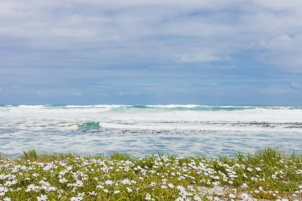 Μικρά Άσπρα Λουλούδια Παράκτια Σχετικά Την Ατλαντική Θάλασσα Ακτή Του — Φωτογραφία Αρχείου