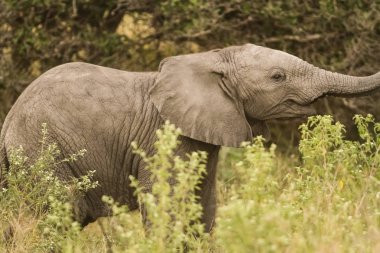 Güney Afrikalı oyun rezerv Safari'de daha küçük genç Afrika filleri
