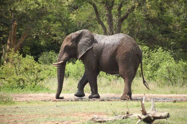 Güney Afrikalı Oyun Rezerv Safari Büyük Yetişkin Afrika Filleri — Stok fotoğraf