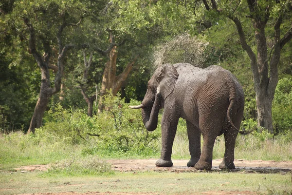 Grands Éléphants Afrique Adultes Sur Safari Dans Réserve Gibier Sud — Photo