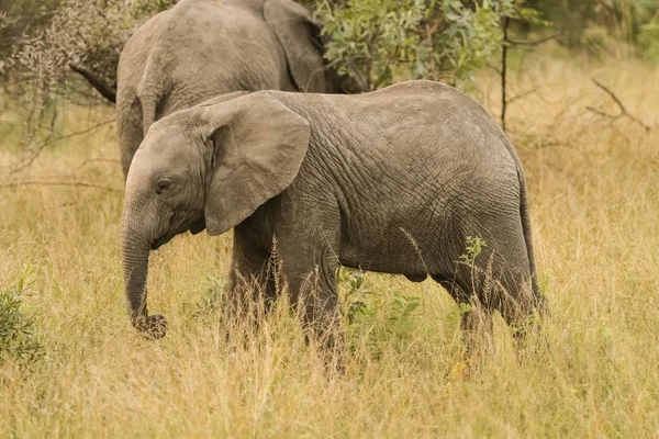 Menores Jovens Elefantes Africanos Safari Reserva Caça Sul Africana — Fotografia de Stock