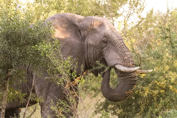 Grote Volwassen Afrikaanse Olifanten Safari Zuid Afrikaans Wildpark — Stockfoto
