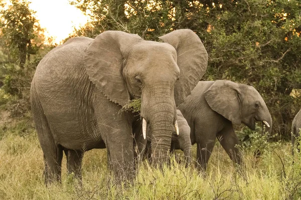 Grands Éléphants Afrique Adultes Sur Safari Dans Réserve Gibier Sud — Photo