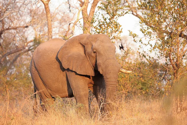 Grote Volwassen Afrikaanse Olifanten Safari Zuid Afrikaans Wildpark — Stockfoto