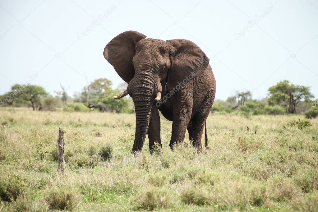 Large Adult African Elephants on Safari in South African game reserve