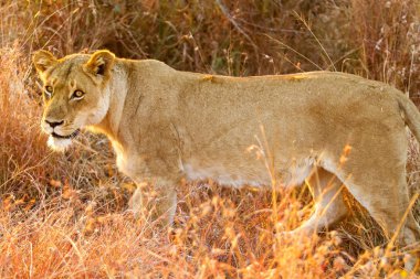  Afrika aslanı uzun otların arasında bir Güney Afrika Game Reserve saklanıyor