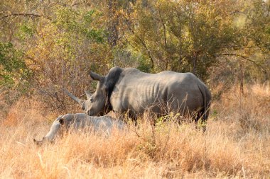 Bir Güney Afrika oyunu yedekte bir atış Afrika Beyaz Rhino görünümünü kapat