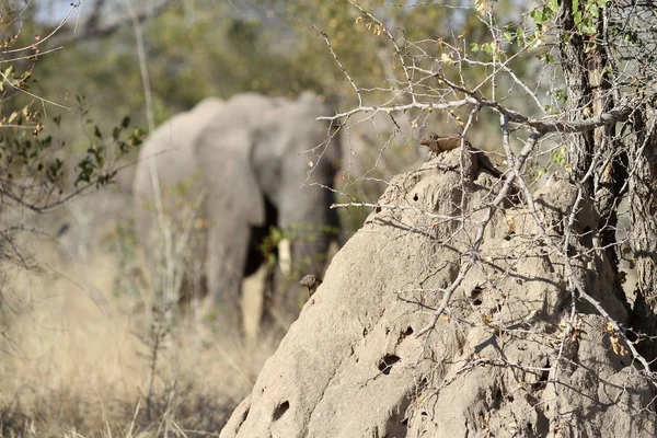 Grand Éléphant Africain Adulte Avec Mangouste Premier Plan Sur Safari — Photo