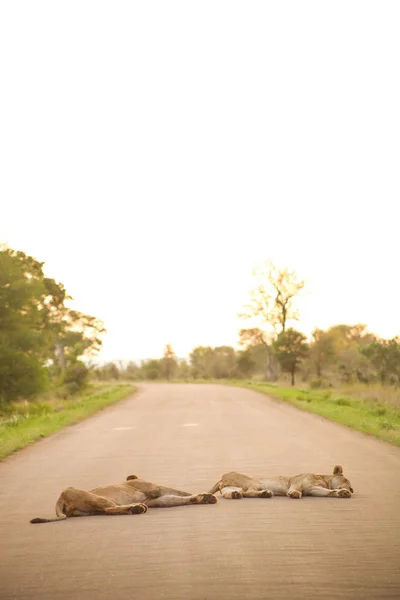 Leões Africanos Deitados Uma Estrada Safari Uma Reserva Caça Sul — Fotografia de Stock