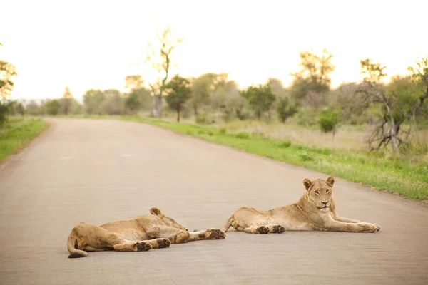 Leões Africanos Deitados Uma Estrada Safari Uma Reserva Caça Sul — Fotografia de Stock