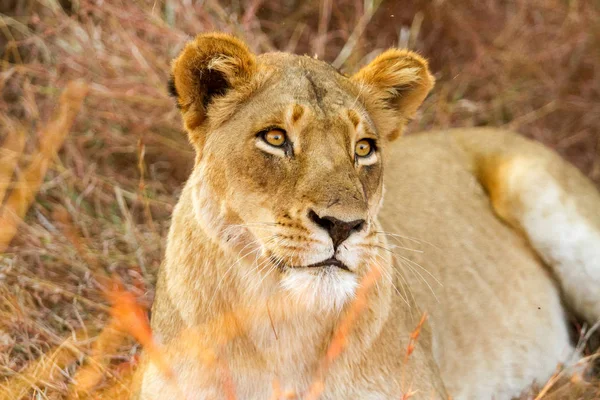 Leone Africano Nascosto Nell Erba Lunga Una Riserva Caccia Sudafricana — Foto Stock