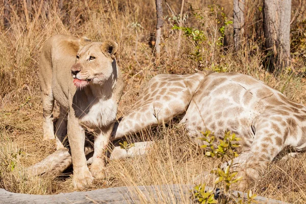 Leão Africano Comendo Uma Girafa Safari Uma Reserva Caça Sul — Fotografia de Stock
