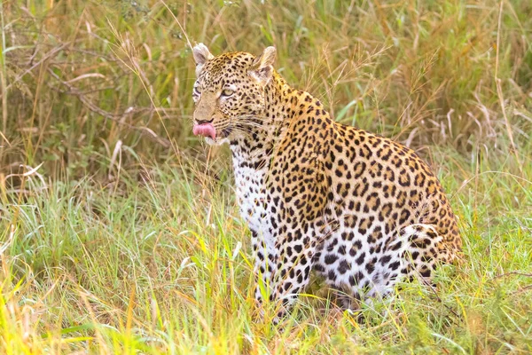 Close Leopardo Africano Gato Selvagem Camuflado Andando Grama Uma Reserva — Fotografia de Stock