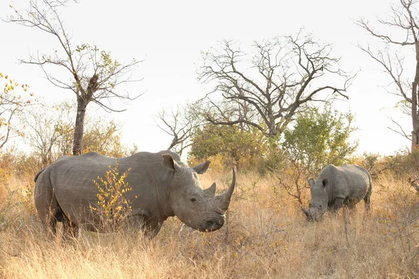 Zamknij Widok Dużych Afrykańskich White Rhino South African Game Reserve — Zdjęcie stockowe